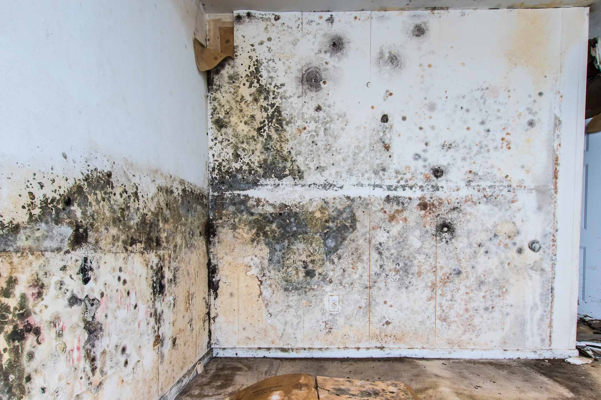 Mold Remediation Brentwood